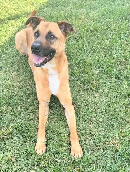 An adult large-sized male Apricot / Beige Mixed Breed dog named Argos for adoption in Georgetown, TX