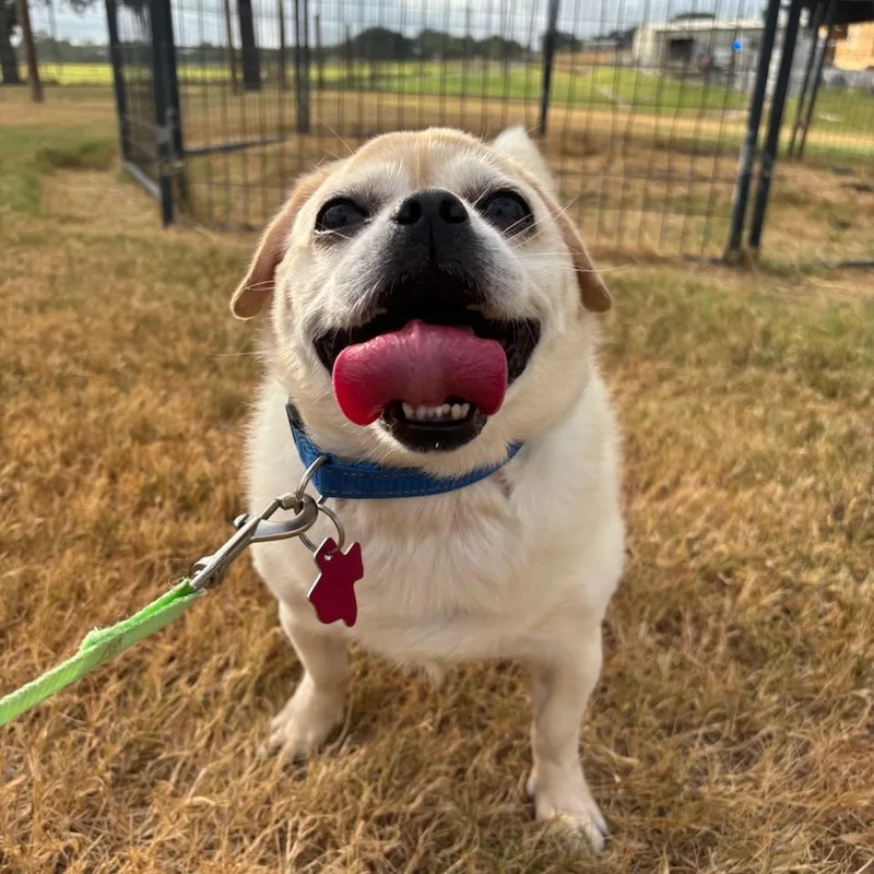 A senior small-sized male Yellow / Tan / Blond / Fawn Pug dog named Choochi for adoption in Floresville, TX