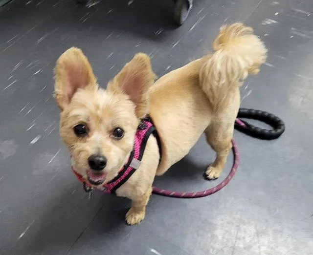 An adult small-sized female Yorkshire Terrier dog named Zsa Zsa for adoption in Powell, OH