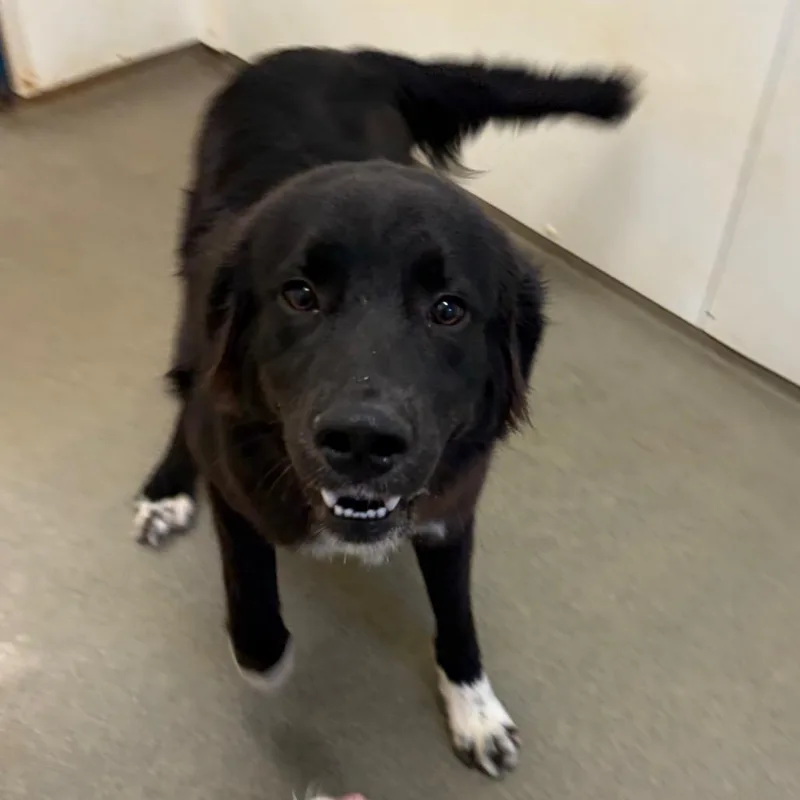 A young small-sized male Black Mixed Breed dog named Badger for adoption in Rocky Mount, VA