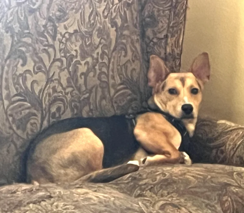 Toby  Mr. Cutie