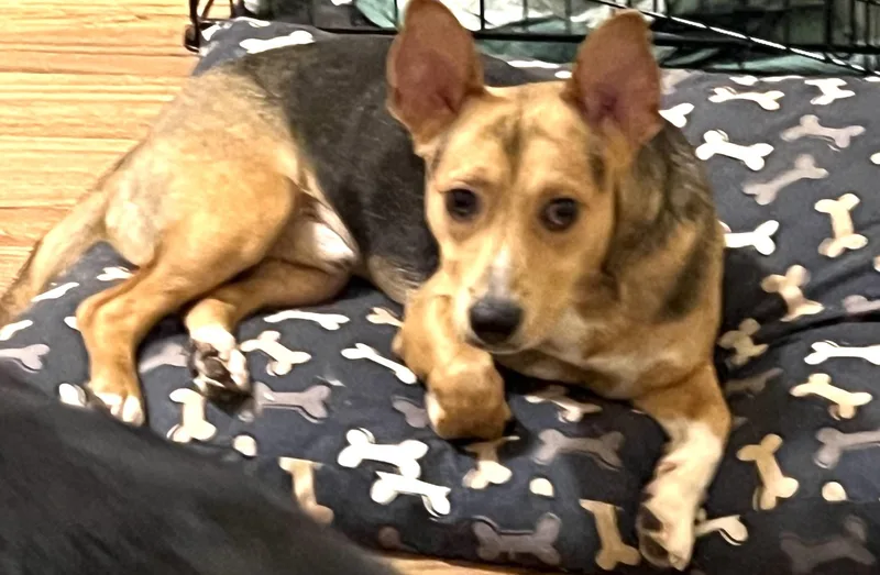 Toby  Mr. Cutie thumbnail 4