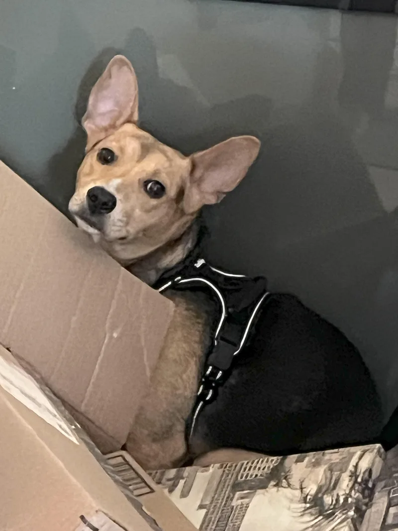 Toby  Mr. Cutie thumbnail 5