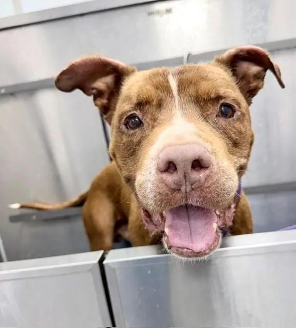 An adult medium-sized male Pit Bull Terrier dog named Declan for adoption in Charlotte, NC