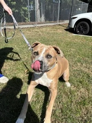 An adult large-sized male American Staffordshire Terrier dog named a Plankton for adoption in North Charleston, SC