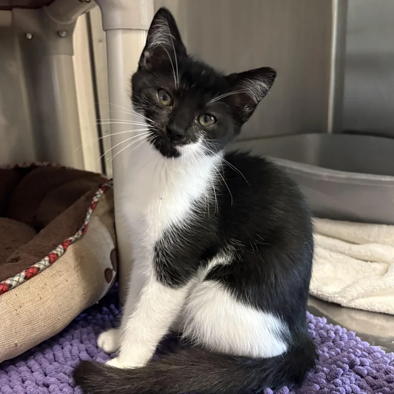 A baby medium-sized female Black & White / Tuxedo Domestic Short Hair cat named Cindy Clawford for adoption in Honesdale, PA