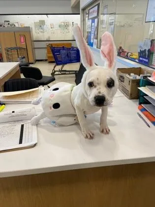 A baby small-sized male Mixed Breed dog named Meatball for adoption in West Chester, PA