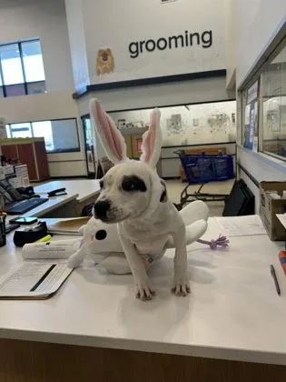 Meatball thumbnail 2