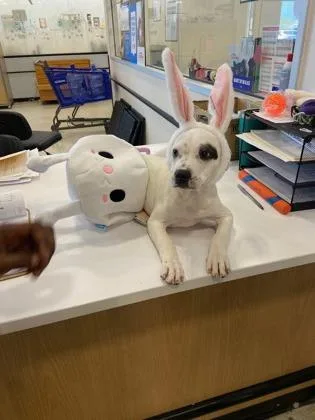 Meatball thumbnail 3