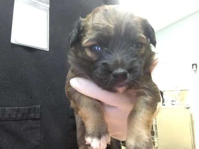 A baby small-sized female German Shepherd Dog dog named Cub for adoption in Riverside, CA