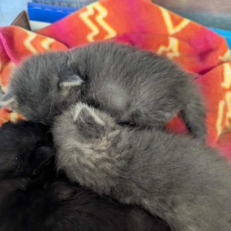 A baby small-sized female Gray / Blue / Silver Domestic Short Hair cat named Messi for adoption in Jeffersonville, IN