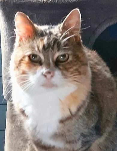 Kit Kat