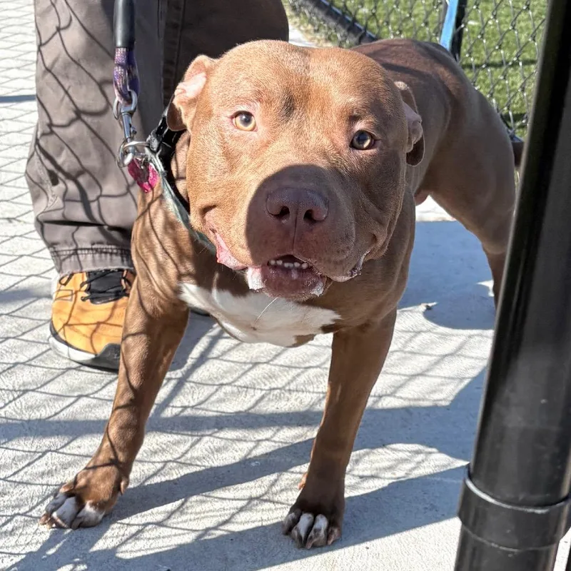 An adult large-sized male Brown / Chocolate Pit Bull Terrier dog named Brownie Chip for adoption in Philadelphia, PA
