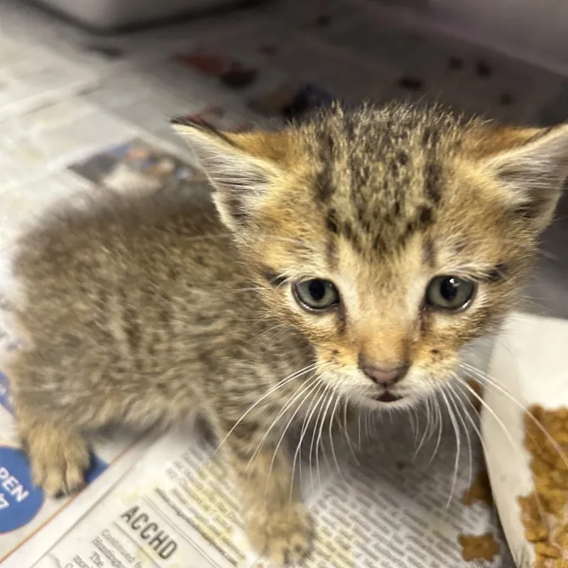 A baby small-sized male Brown / Chocolate Domestic Short Hair cat named Tiger for adoption in Lufkin, TX