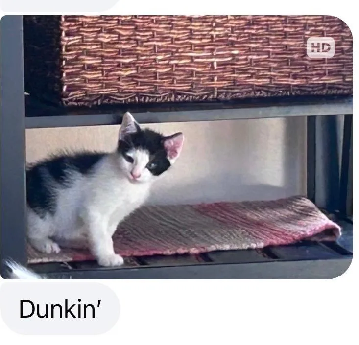 Dunkin