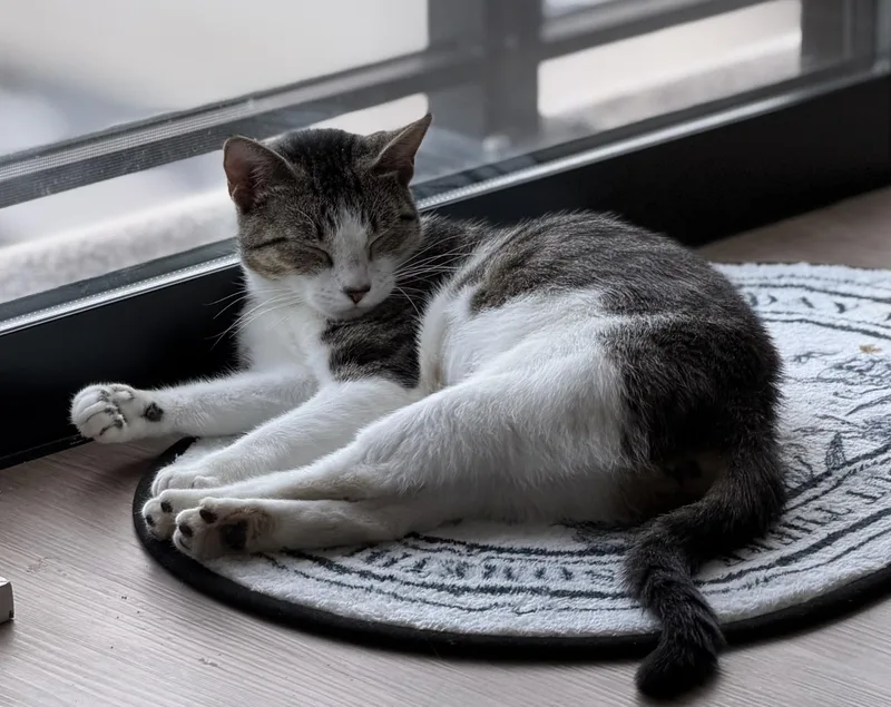 An adult medium-sized female White Domestic Short Hair cat named Carmela for adoption in Bayonne, NJ