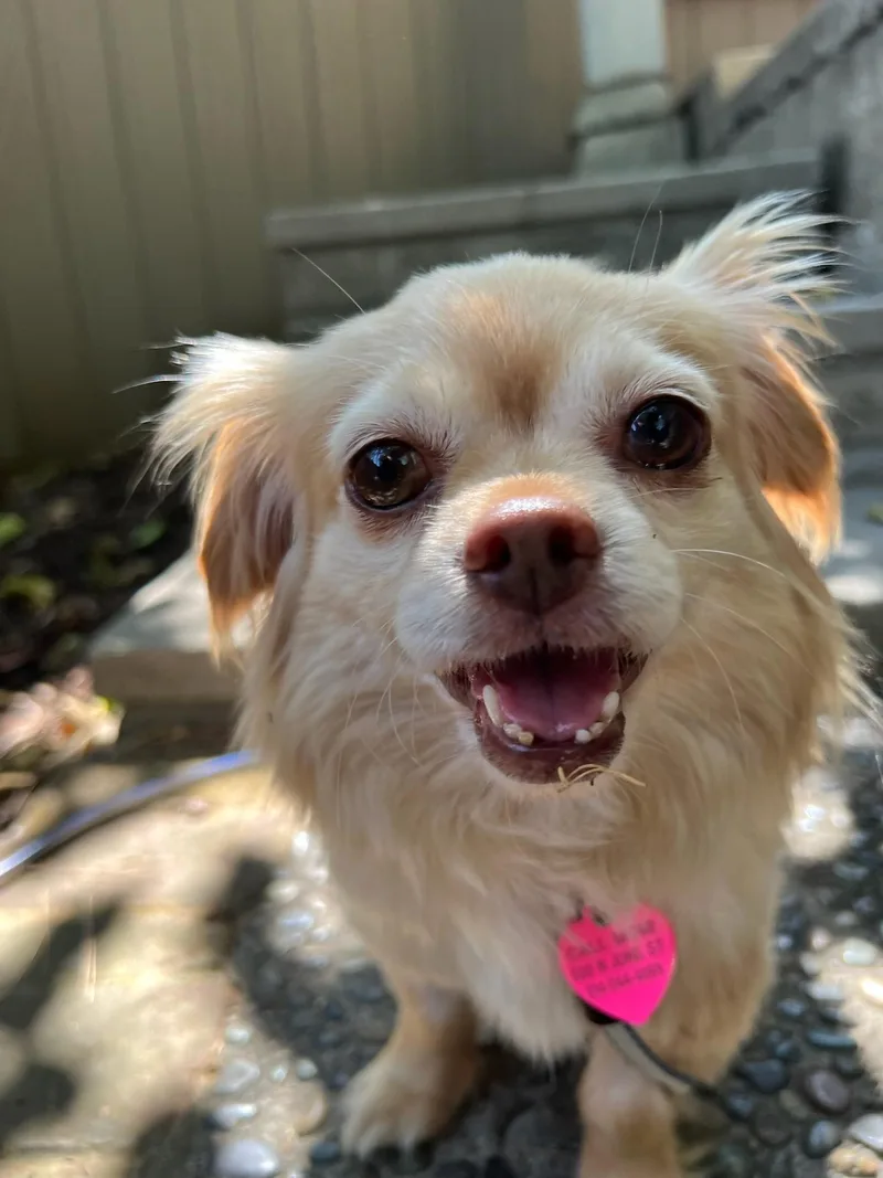 An adult small-sized female Golden Chihuahua dog named Mystical Magical for adoption in LOS ANGELES, CA