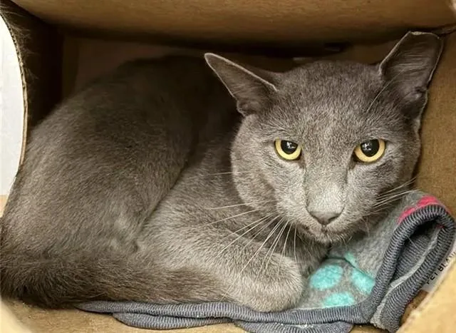A young small-sized male Domestic Short Hair cat named Darkness for adoption in Saint Louis, MO