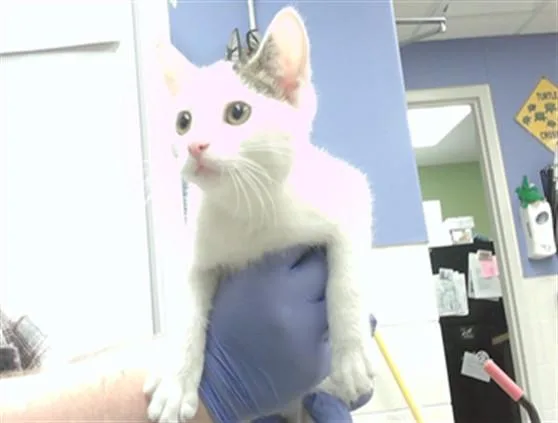 A baby small-sized female Domestic Short Hair cat named Capybara for adoption in Omaha, NE