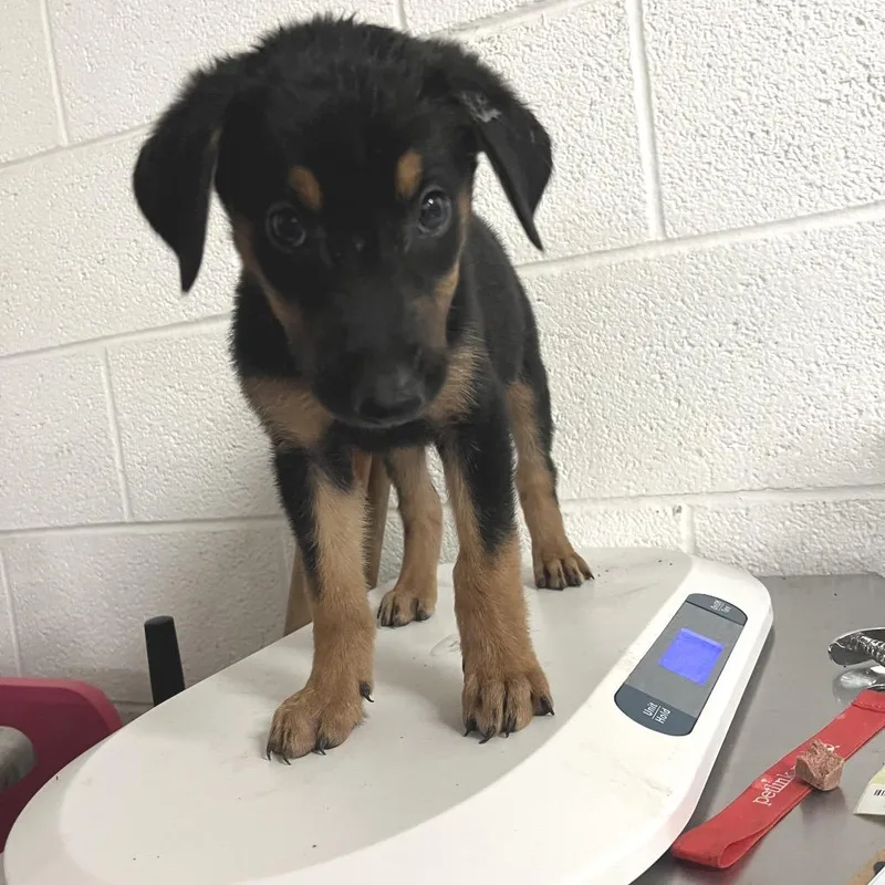 A baby medium-sized male Black Shepherd dog named Loki for adoption in Edinburg, TX