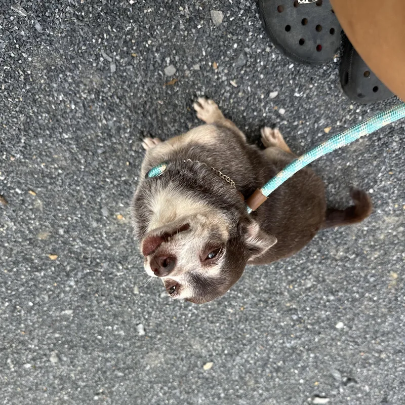 Rufus