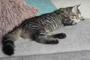 A baby medium-sized female Tabby (Gray / Blue / Silver) Domestic Medium Hair cat named Lima and Trujillo for adoption in Anchorage, AK