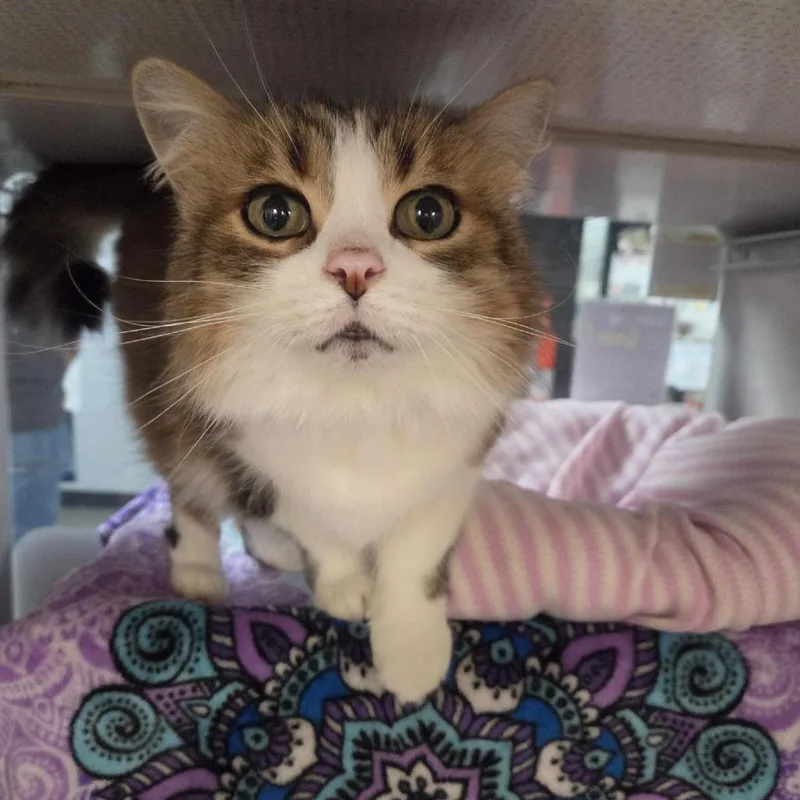 A senior large-sized female White Domestic Long Hair cat named Marley for adoption in Grand Rapids, MI