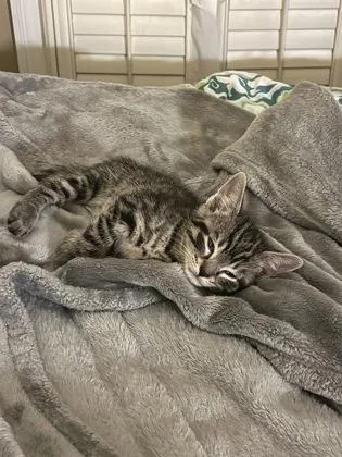 A baby small-sized male Domestic Short Hair cat named King Fisher for adoption in Lawrenceville, GA