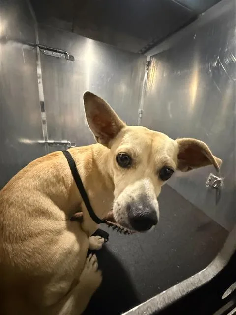 A young small-sized male Chihuahua dog named Douglas for adoption in San Antonio, TX