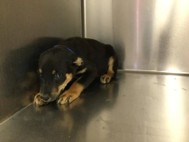 A baby small-sized male Rottweiler dog named Ash for adoption in Thousand Palms, CA