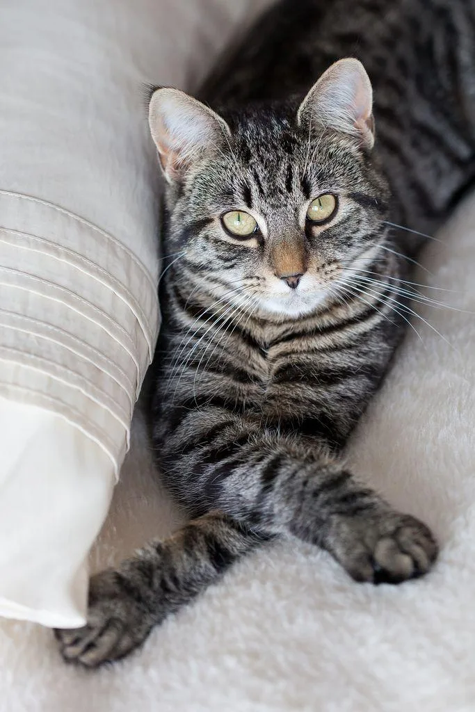 An adult large-sized male Domestic Short Hair cat named Sparks for adoption in Hammond, OR