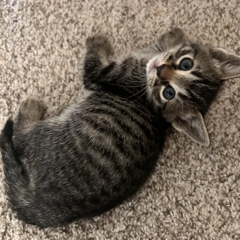 A baby small-sized female Brown / Chocolate Domestic Short Hair cat named Irresistable Emme for adoption in Austin, TX