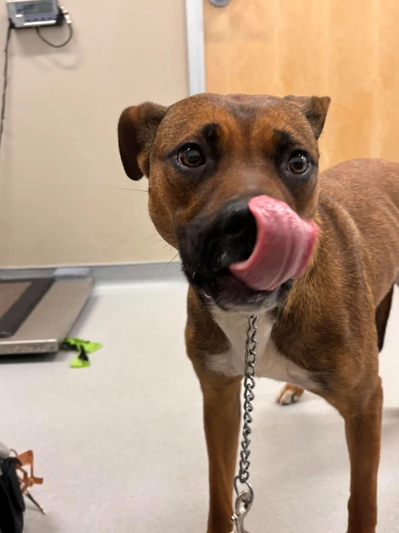 A young large-sized female Mastiff dog named Maple for adoption in Mesa, AZ