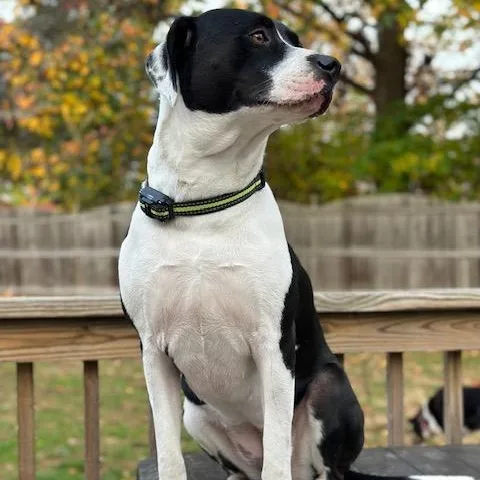 An adult large-sized female Boxer dog named Nala for adoption in Collingswood, NJ