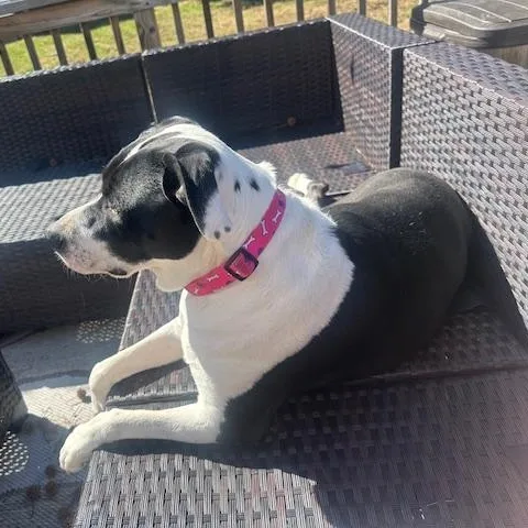 Nala thumbnail 2