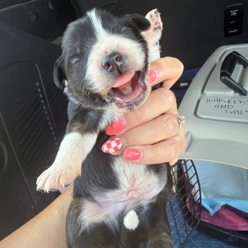 A baby small-sized male Black Mixed Breed dog named Cold Brew for adoption in Midland, TX