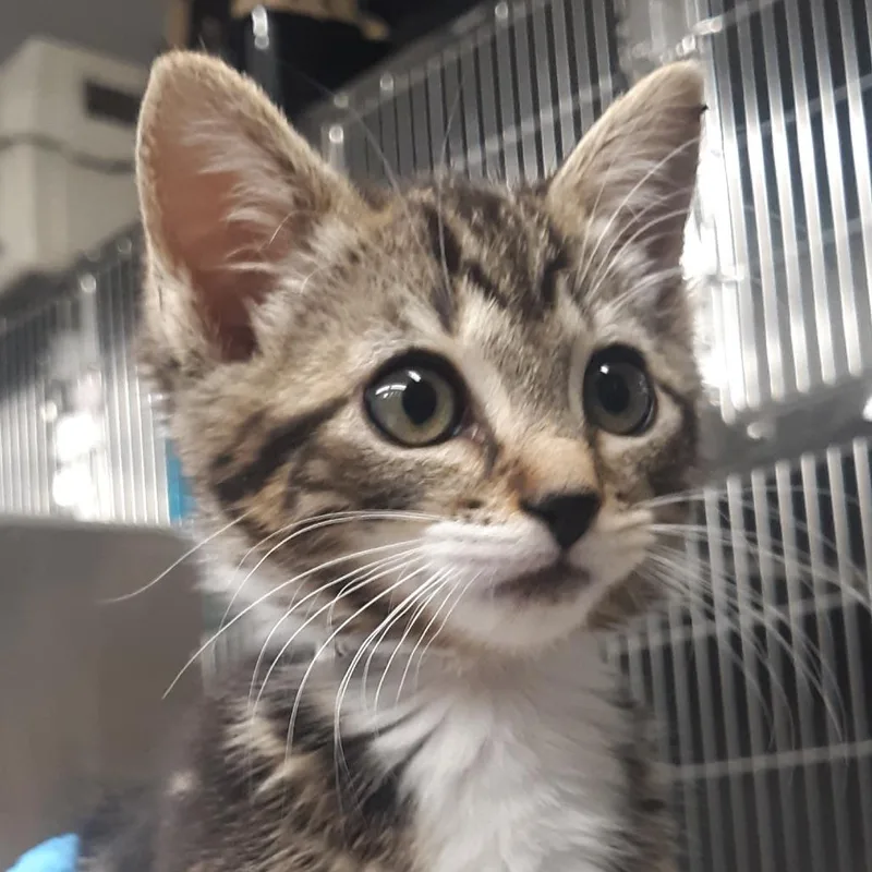 A baby small-sized female Brown / Chocolate Domestic Medium Hair cat named Prada for adoption in Spokane, WA