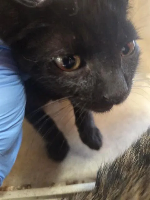 A baby small-sized male Domestic Short Hair cat named A for adoption in Louisville, KY