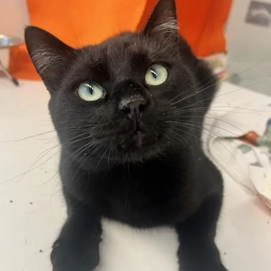 A young medium-sized male Black Domestic Short Hair cat named Tarot for adoption in Manassas, VA
