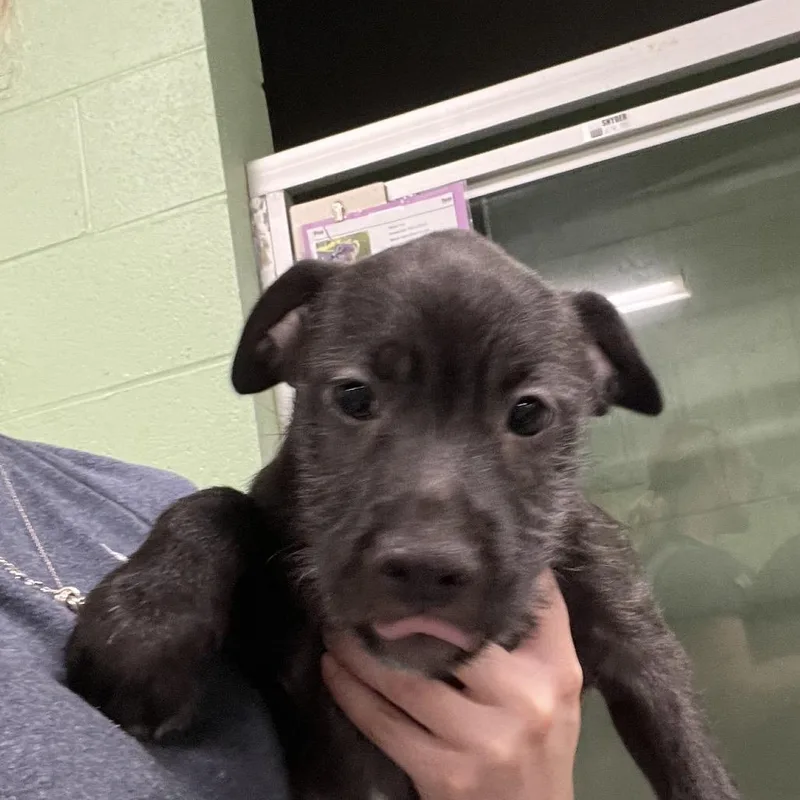 A baby medium-sized male Mixed Breed dog named Crue for adoption in DeKalb, IL