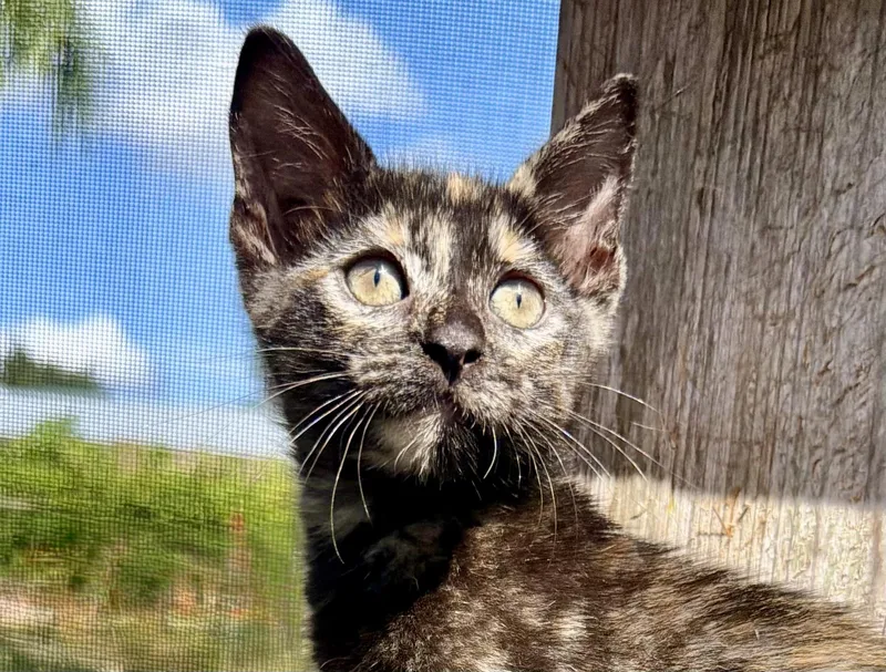 A baby small-sized female Tortoiseshell cat named Mariska for adoption in Homestead, FL
