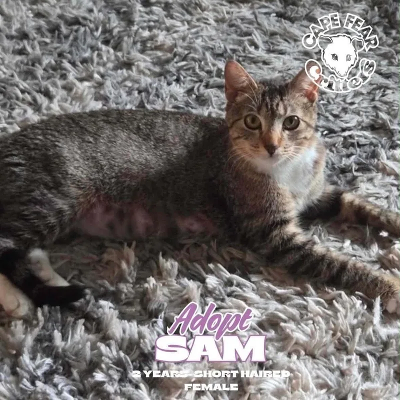 A young medium-sized female Tabby (Brown / Chocolate) Domestic Short Hair cat named Sam for adoption in Wilmington, NC