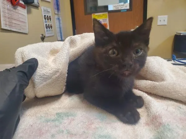 A baby small-sized male Domestic Short Hair cat named Podcaster for adoption in Oceanside, CA