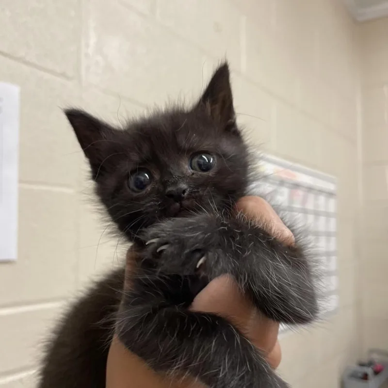 An adult medium-sized female Black Domestic Short Hair cat named Karo for adoption in Birdsboro, PA