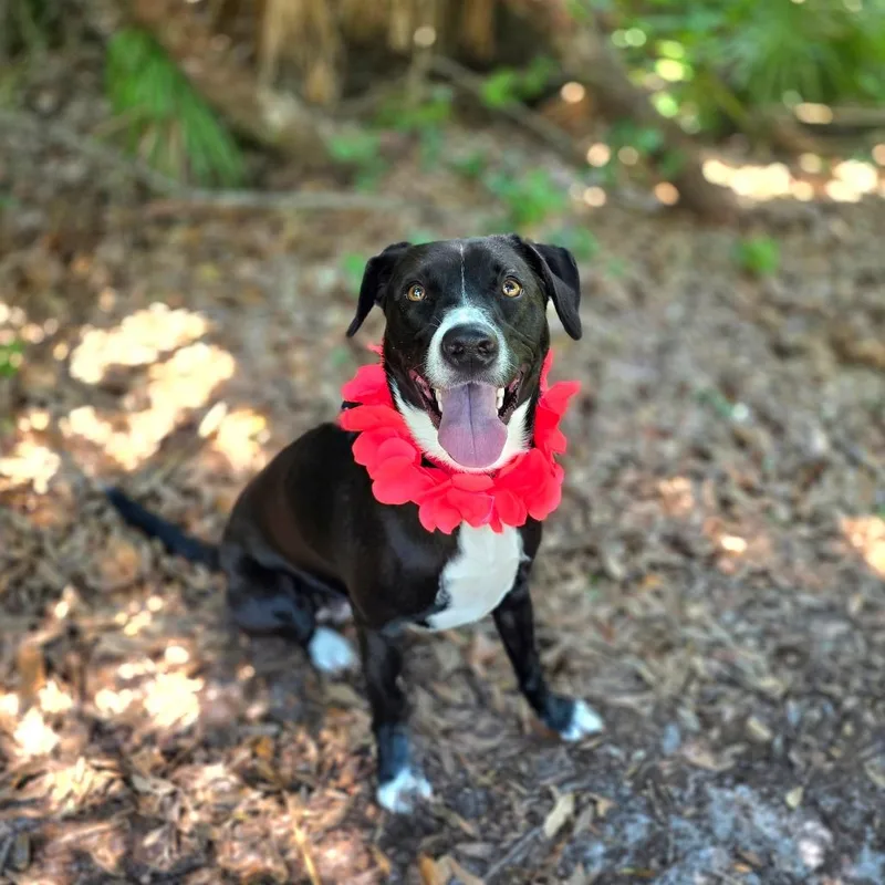 An adult medium-sized female Black Mixed Breed dog named Minnie for adoption in Port Charlotte, FL
