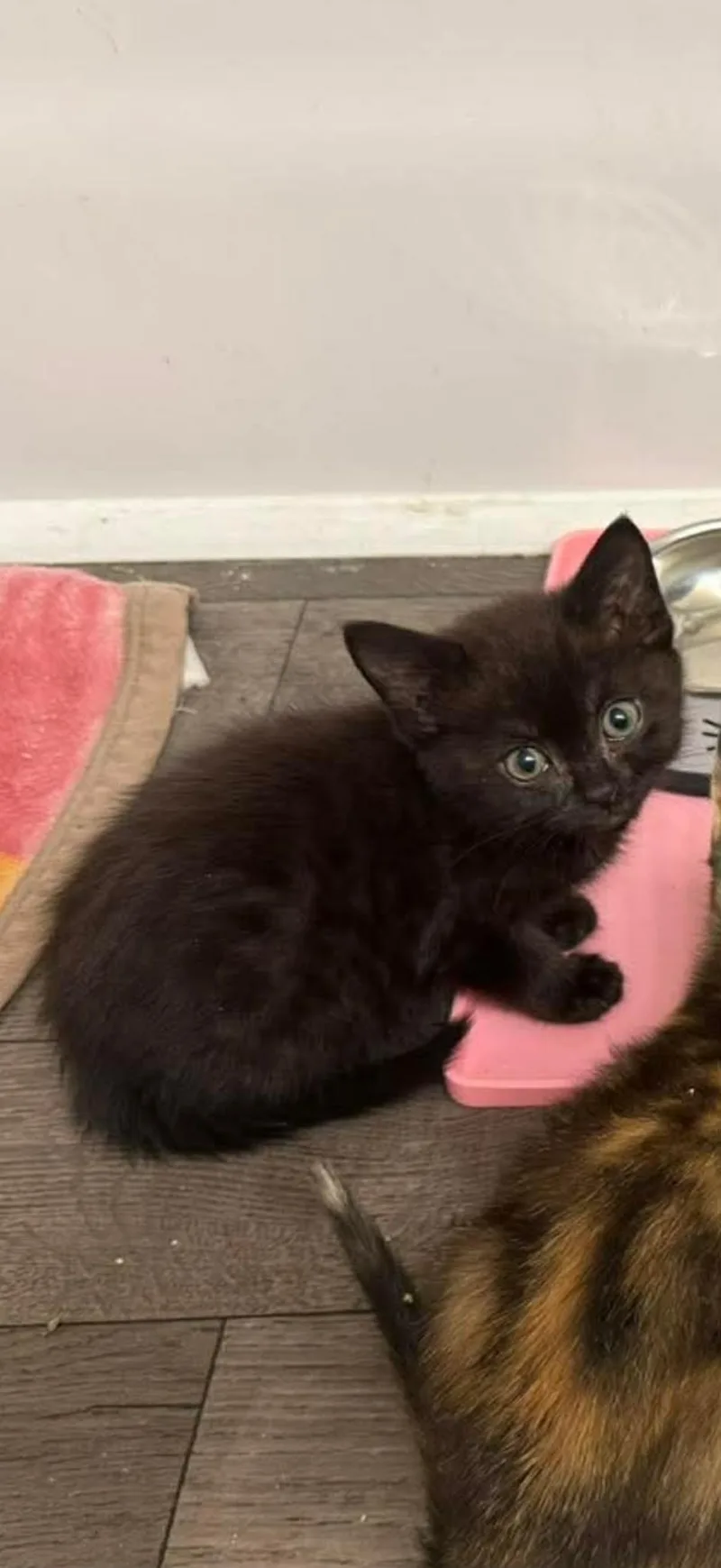 A baby medium-sized female Black Domestic Short Hair cat named Abbey for adoption in Aberdeen, NC