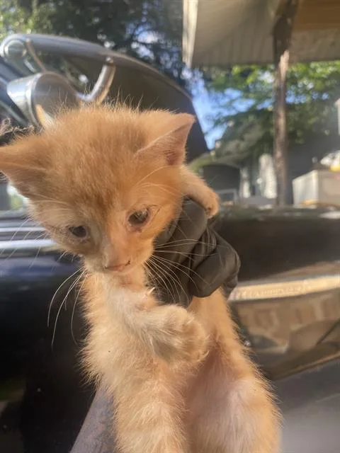 A baby small-sized male Domestic Short Hair cat named Otto for adoption in Dallas, TX