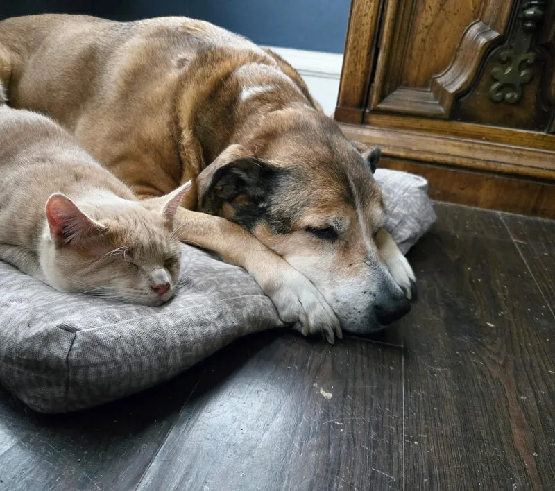 Stan & Ollie thumbnail 2