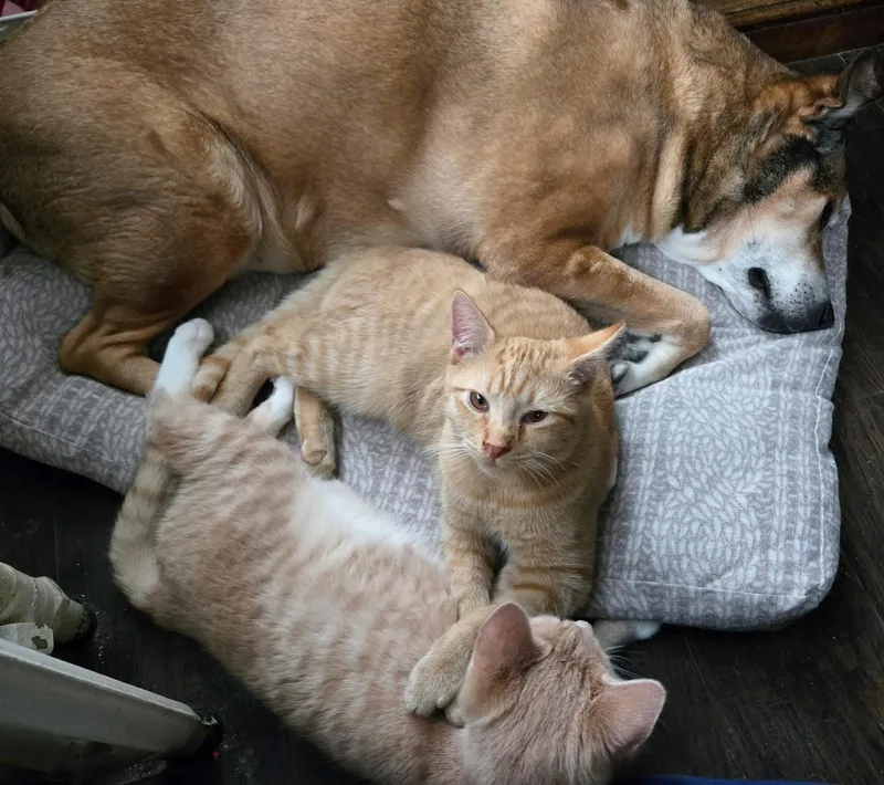 Stan & Ollie thumbnail 3