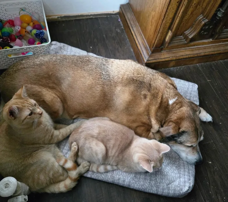 Stan & Ollie thumbnail 4